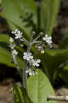 Wild comfrey